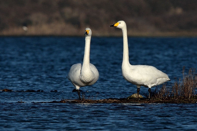 Wilde zwaan